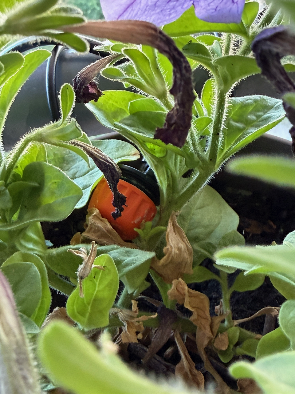 A Gardena micro-dripper feeding one of the balcony's petunia pots